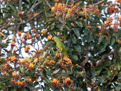 Red-lored Parrot - Amazona autumnalis