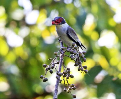 Masked Tityra - Tityra semifasciata