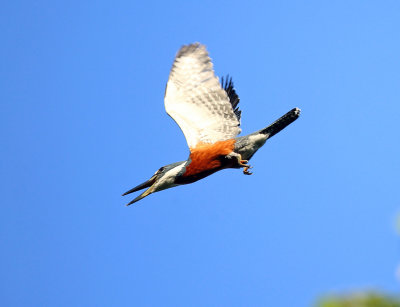 Ringed Kingfisher - Megaceryle torquata