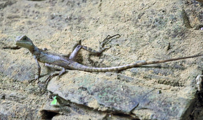 Brown Basalisk Lizard - Basiliscus vittatus