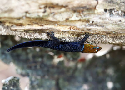Yellow-headed Gecko - Gonatodes albogularis