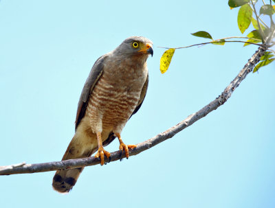 Roadside Hawk - Rupornis magnirostris