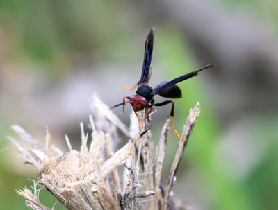 Polistes erythrocephalus