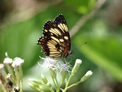 Ezra Checkerspot - Chlosyne ezra