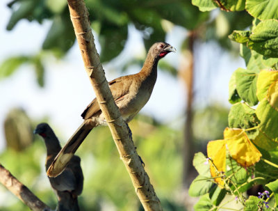 Gray-headed Chachalaca - Ortalis cinereiceps