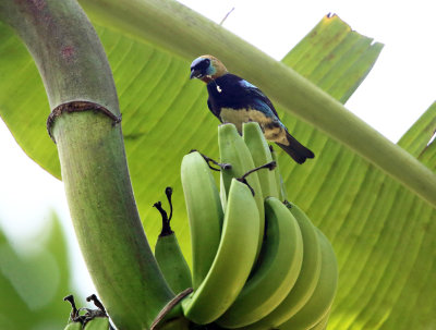 Golden-hooded Tanager - Tangara larvata