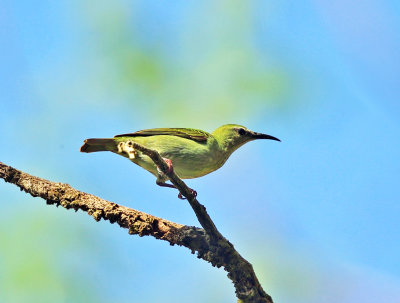 female Red-legged Honeycreeper - Cyanerpes cyaneus