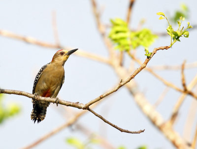 Red-crowned Woodpecker - Melanerpes rubricapillus