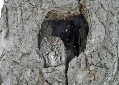 Eastern Screech Owl - Megascops asio