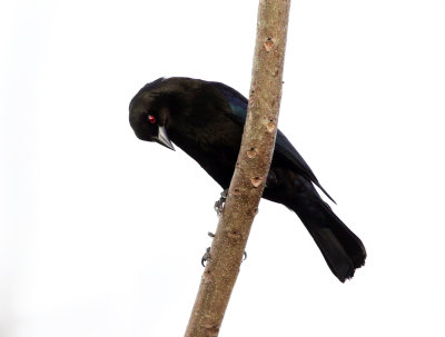 Bronzed Cowbird - Molothrus aeneus