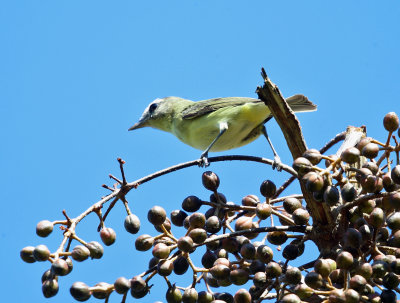 Vireo sp.