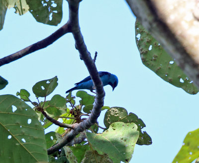 Blue Dacnis - Dacnis cayana