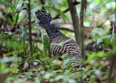 Great Curassow - Crax rubra