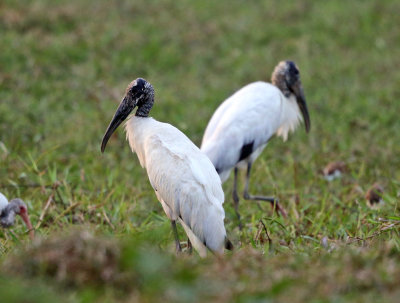 Wood Stork - Mycteria americana