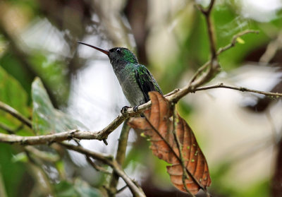 Charming Hummingbird - Amazilia decora