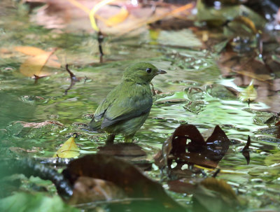 female Red-capped Manakin - Ceratopipra mentalis