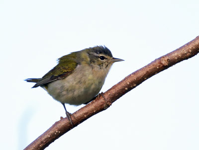 Tennessee Warbler - Oreothlypis peregrina