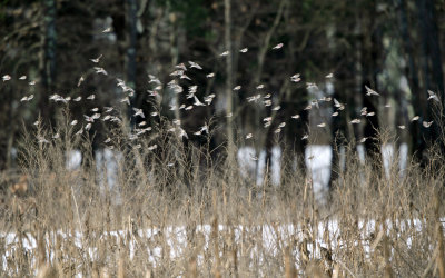 Common Redpoll - Acanthis flammea