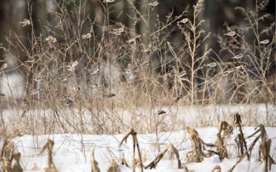 Common Redpoll - Acanthis flammea