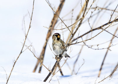 Common Redpoll - Acanthis flammea