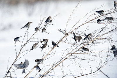 Common Redpoll