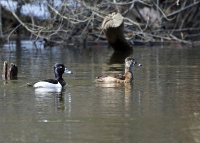 Ring-necked Duck - Aythya collaris