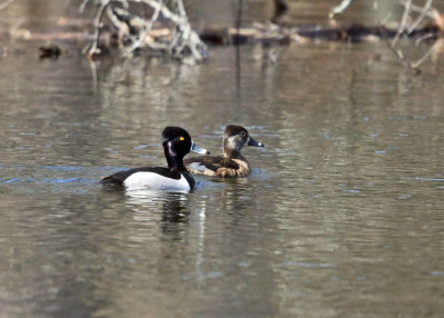 Ring-necked Duck - Aythya collaris