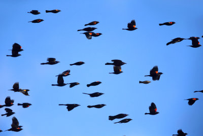 Common Grackles & Red-winged Blackbirds