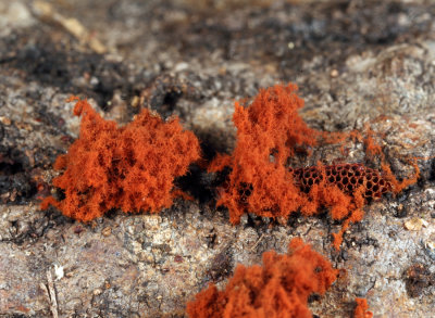 Wasp's Nest Slime Mold - Metatrichia vesparium