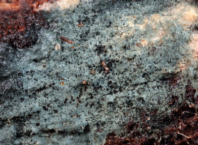 Trichoderma viride