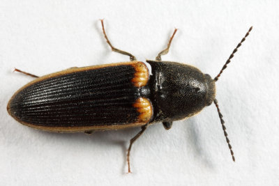 Ampedus oblessus