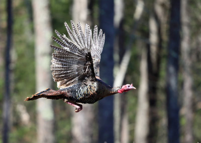 Wild Turkey - Meleagris gallopavo