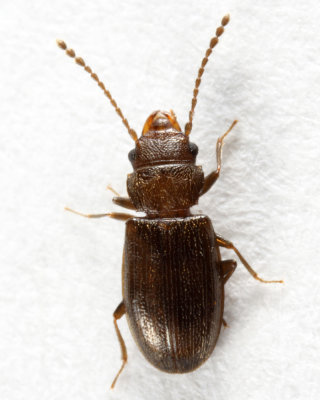 Charaphloeus convexulus