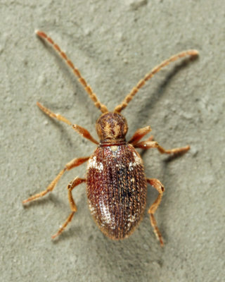 Whitemarked Spider Beetle - Ptinus fur (female)