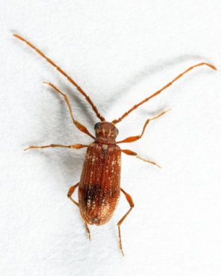 Whitemarked Spider Beetle - Ptinus fur (male)