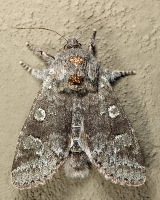 10014 - Roland's Sallow - Psaphida rolandi