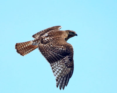 Red-tailed Hawk - Buteo jamaicensis (immature)