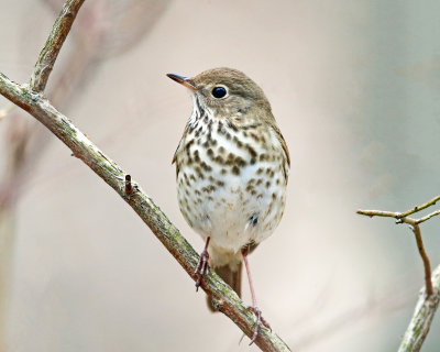 Hermit Thrush - Catharus guttatus