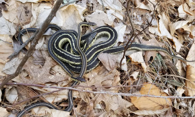 Eastern Garter Snake - Thamnophis sirtalis sirtalis