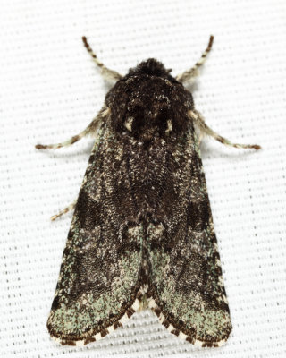 10007 - Major Sallow - Feralia major