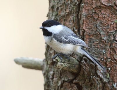 Black-capped Chickadee - Poecile atricapilla