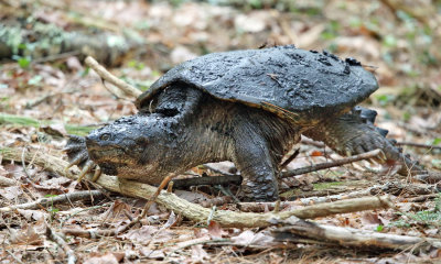 Common Snapping Turtle - Chelydra serpentina