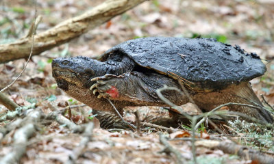 Common Snapping Turtle - Chelydra serpentina