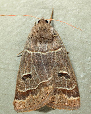 8591 - Common Oak Moth - Phoberia atomaris