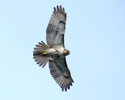 Red-tailed Hawk - Buteo jamaicensis (immature)