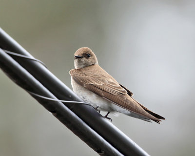 Northern Rough-winged Swallow - Stelgidopteryx serripennis