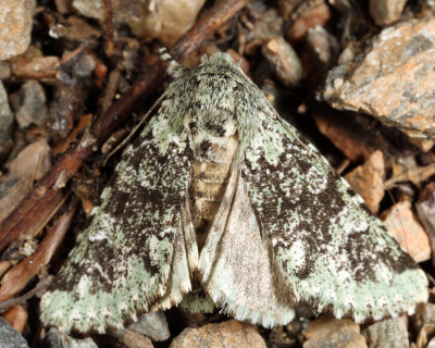 10007 - Major Sallow - Feralia major