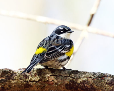 Yellow-rumped Warbler - Setophaga coronata