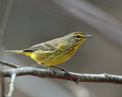 Palm Warbler - Setophaga palmarum