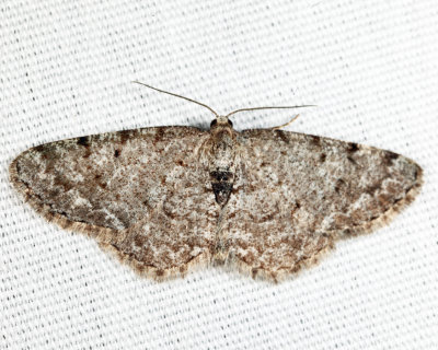 6570 - Four-Barred Gray - Aethalura intertexta